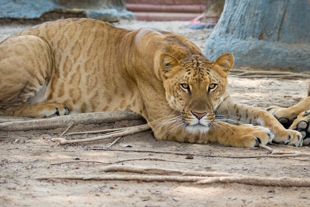 Liger en la naturaleza