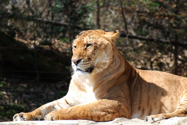 El ligre es una cruza entre un león macho y una tigresa o tigre hembra.