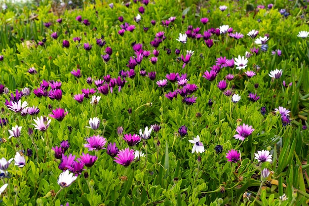 Lila afrikanisches Gänseblümchen Osteospermum