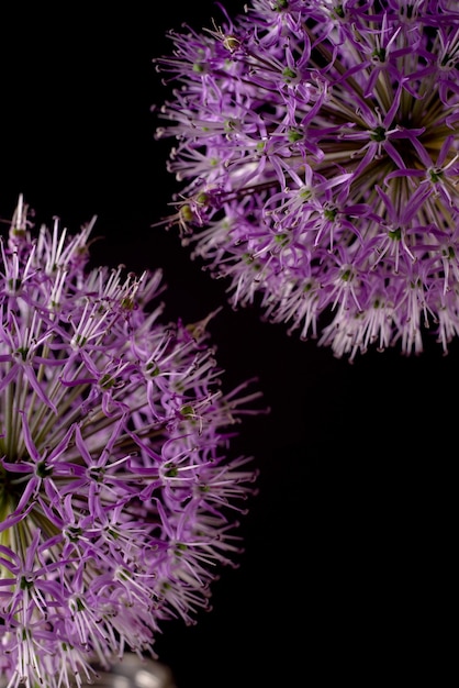 Lila Alliumblüten auf schwarzem Hintergrund isoliert