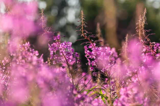 Lila Alpine Fireweed-Nahaufnahme