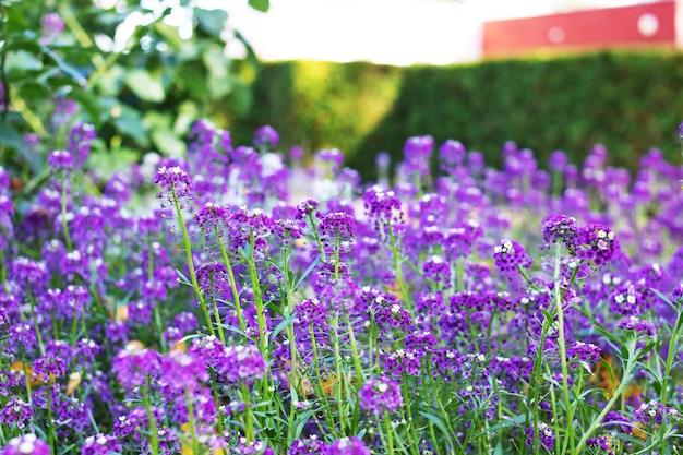 Lila alyssum blüht in der feldnahaufnahme