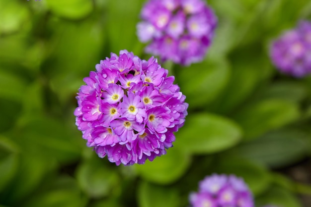 Lila Alyssum mit Tautropfen im Garten auf dem Blumenbeet