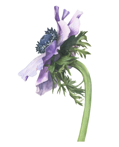 Lila Anemonenblume in Aquarell gemalt