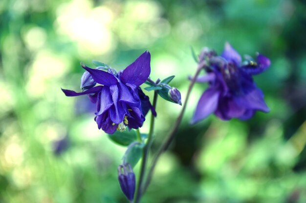 Lila Aquilegia blüht im Frühlingsgarten