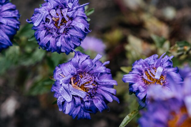 Lila Aster Blütenblätter mit Tautropfen Nahaufnahme violette Herbstblumen blühen im Garten