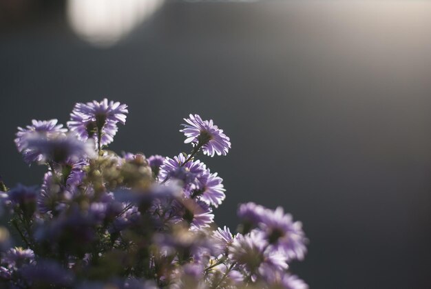 Lila Asterblüten. Platz kopieren