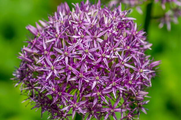 Lila Ball Allium auf grünem Hintergrund.