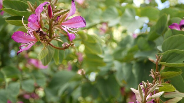 Lila Bauhinia Orchidee Baum Blumenblüte, Kalifornien USA. Violette exotische botanische tropische Blüte