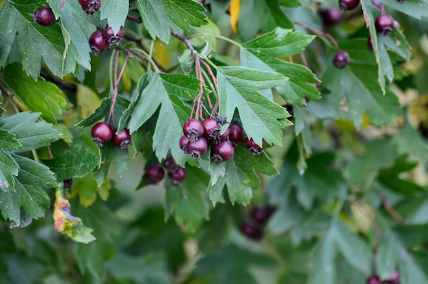 Foto lila beeren auf einem baumzweig in der nähe