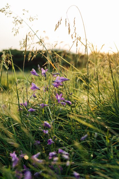 lila Bergblumen im Gras auf einem Hintergrund des Sonnenaufgangs