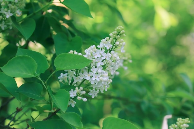 Lila blanca floreciente