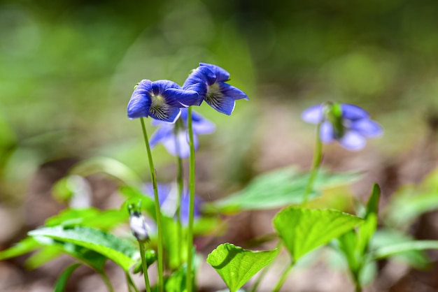 Lila blaue Augenblumen im Wald
