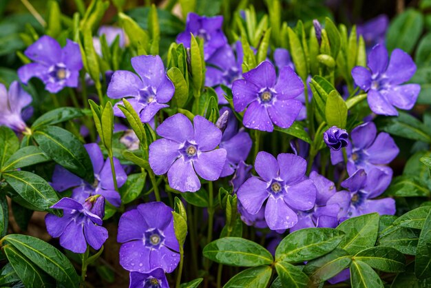 Lila blaue Blüten von Immergrün Vinca Minor