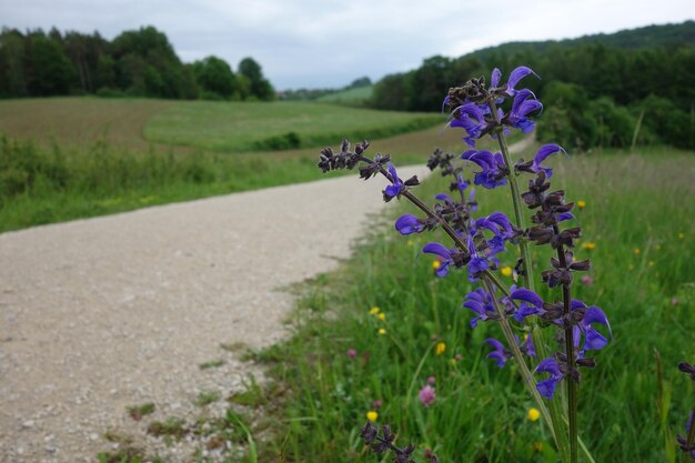 Foto lila blühende pflanzen auf dem feld