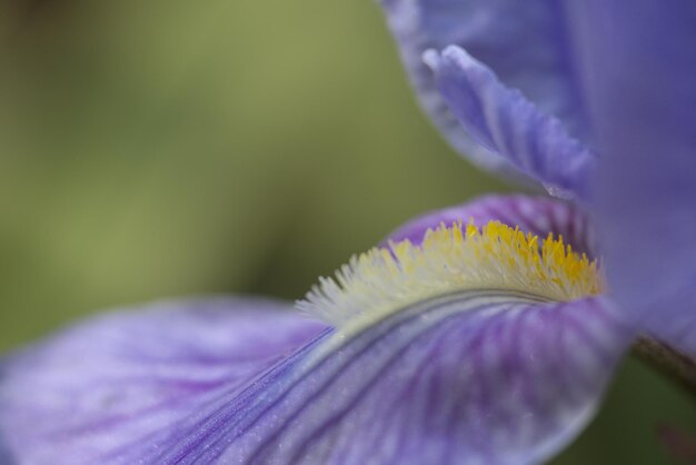 Foto lila blüte mit gelben filamenten