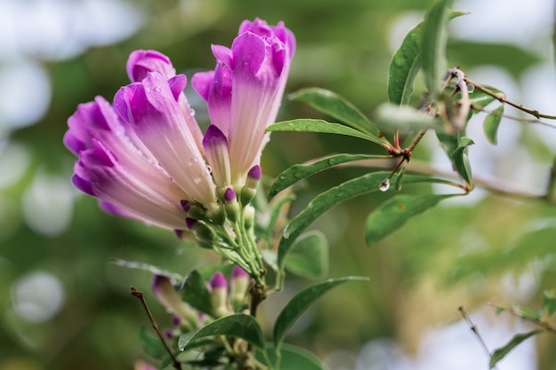 Lila Blüten an den Zweigen