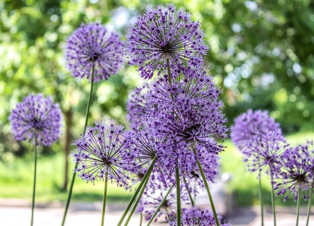 Lila Blüten auf dem Grün