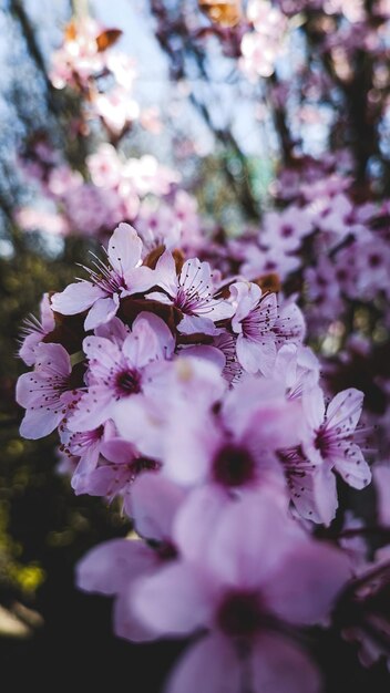 Lila Blüten auf einem Ast