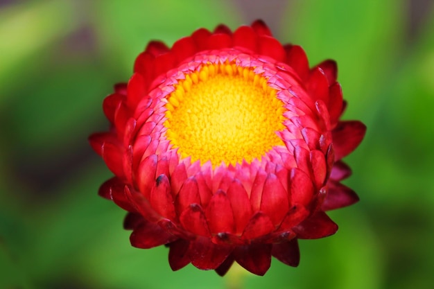 Lila Blüten der Aster dumosus Blume der amerikanischen Astern