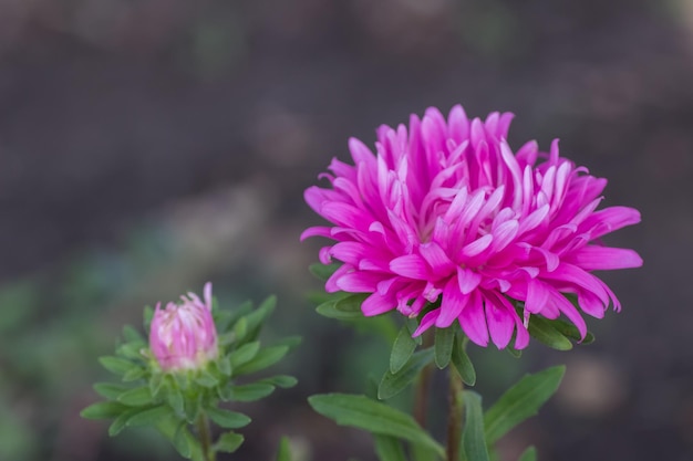 Lila Blüten der Aster