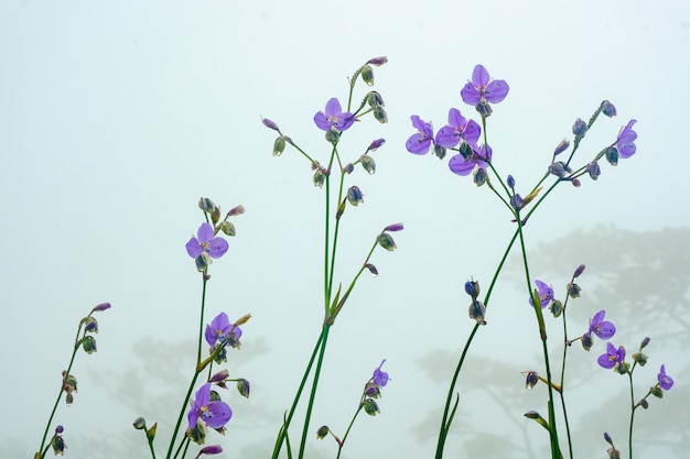 Lila Blüten im Nebel