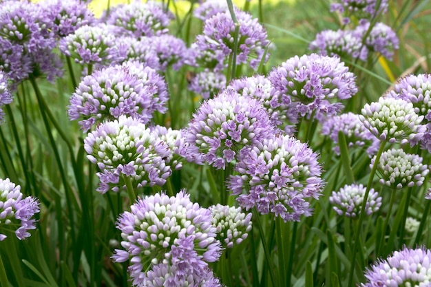 lila Blüten im sonnigen Tag Sommer Hintergrund mit grünem Gras