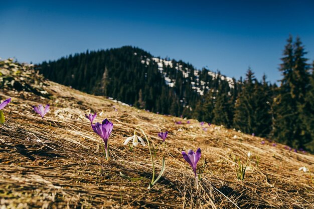 Lila Blüten, Krokusse und Schneeglöckchen auf gelbem Grasfrühling