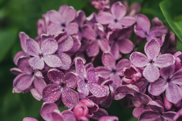 Lila Blüten Makro