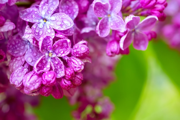 Lila Blüten Makro