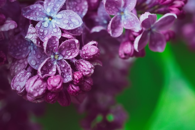 Lila Blüten Makro