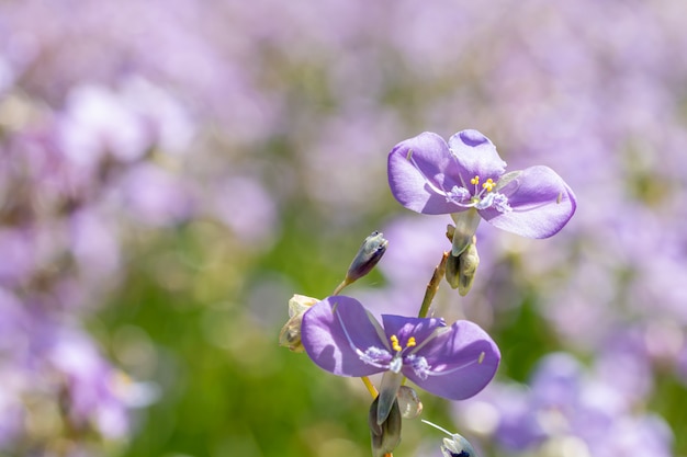 Lila Blüten, Murdannia giganteum.