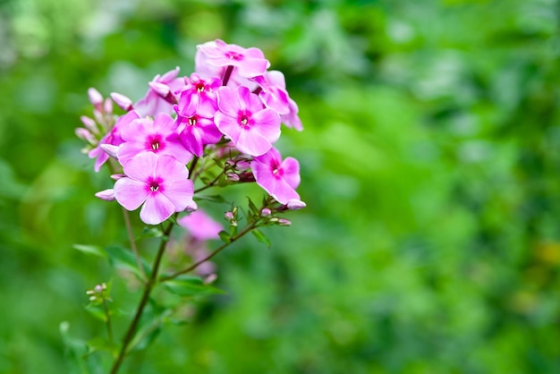 Lila Blüten Phlox Paniculata Bündel lila Phlox auf einem Bett im Sommergarten