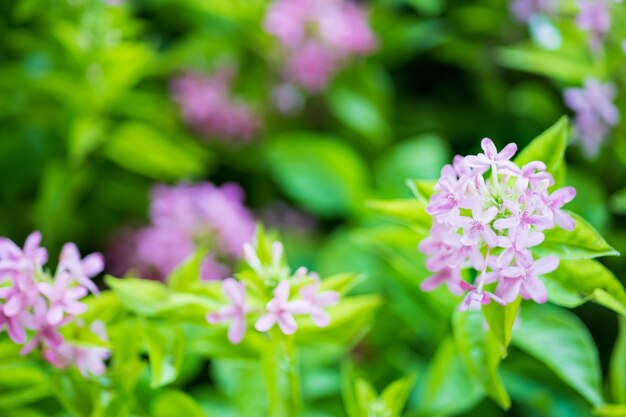 Lila Blüten und Blätter Hintergrund