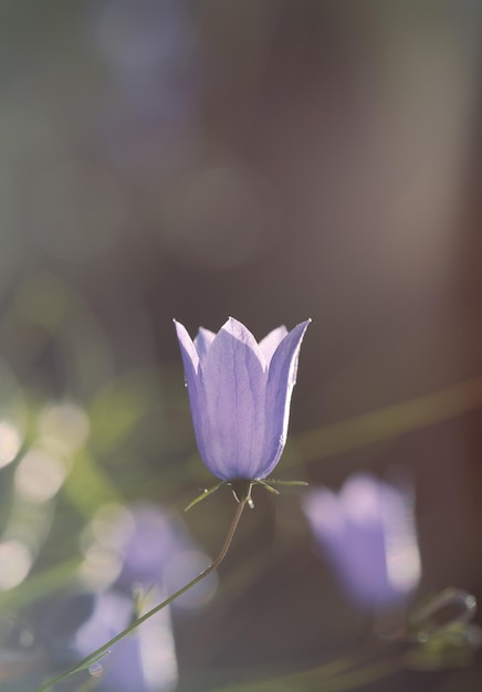 Lila Blütenknospe Nahaufnahme Sonnenlicht