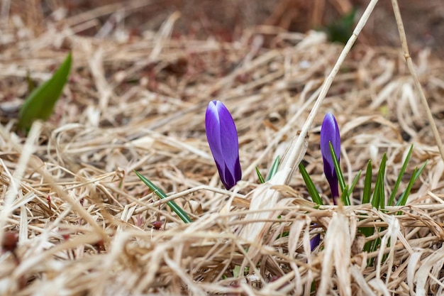 Lila Blütenknospe unter dem trockenen Gras