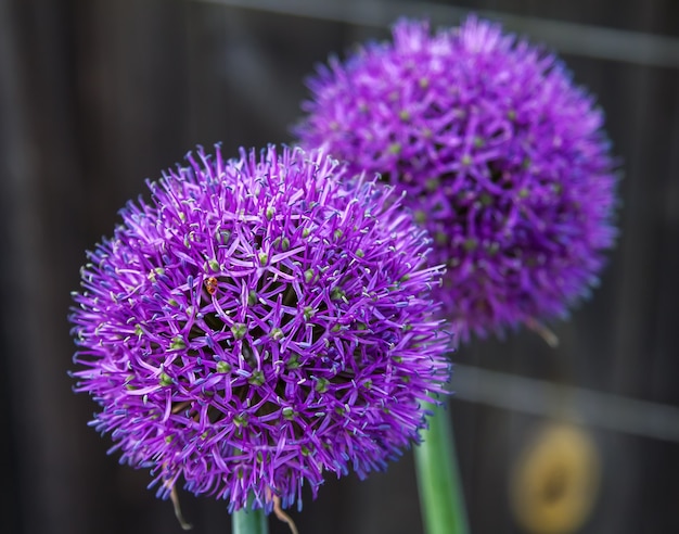 Foto lila blütenstand von knoblauch