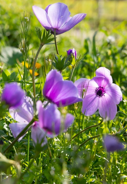 Lila Blume Anemone coronaria an einem sonnigen Tag in Griechenland