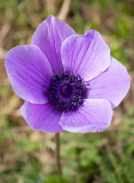 Lila Blume Anemone coronaria an einem sonnigen Tag in Griechenland