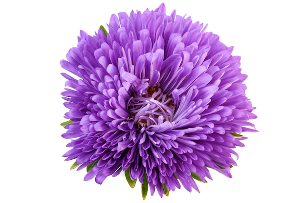 Lila Blume Aster Nahaufnahme auf weißem Hintergrund isoliert Makrofotografie