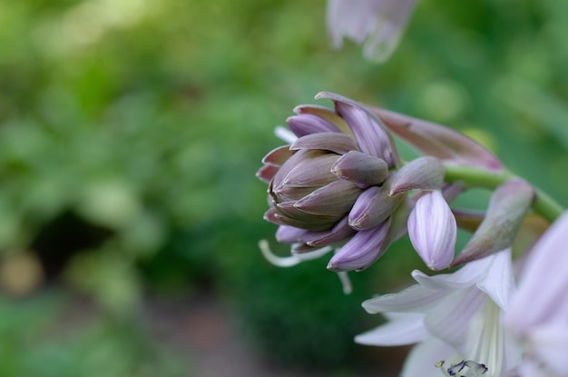 Lila Blume auf grünem Hintergrund