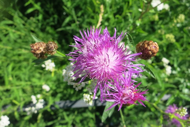 Lila Blume braune Flockenblume Centaurea jacea Asteraceae Familie