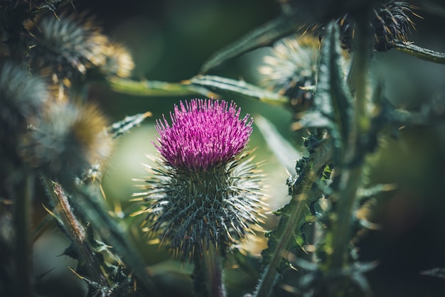 Lila Blume einer Distel in einem Garten