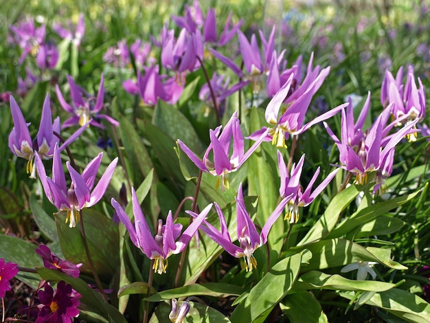 Lila Blume Erythronium dens canis Vipergras Sibirische Blüten auf einer Wiese im Frühjahr