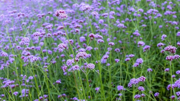 Lila Blume Hintergrund Schöne Verbena Blume blühende Feld Verbena lila Blume Natur schön Schöne violette Verbena blüht Hintergrund