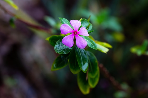 Lila Blume im Dschungel