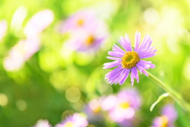 Lila Blume im Garten auf grünem Hintergrund. Frühlings- und Sommerkulisse