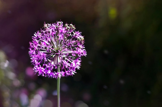 Lila Blume in Form einer Kugel Nahaufnahme auf dunklem Hintergrund