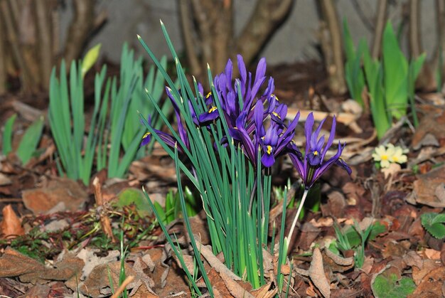 Lila blume iris blueht im frühling zwischen alten blättern