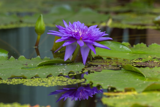 Lila Blume Lotos Waterlily-Blume, natürlich schöne Blumen im Garten